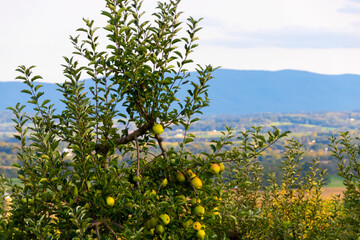 apple orchard in the mountains
