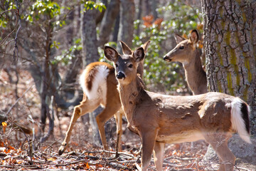 Naklejka na ściany i meble deer in the woods