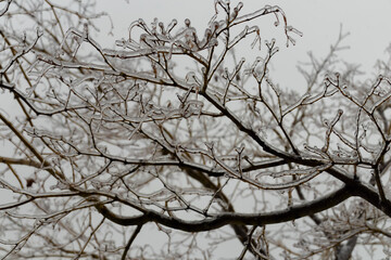 tree branches covered in ice