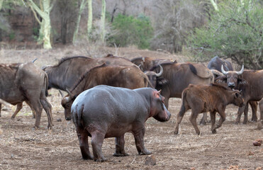 Aggressive Common Hippopotamus [hippopotamus amphibius] staring down a herd of cape buffalo in Africa