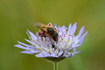 Bee on a flower - Knautia arvensis - Pollen - Field scabious