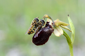 Flies on a flower - Wild orchid - Ophrys - Flies Mating