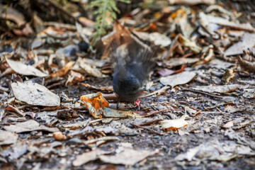 Cute New Zealand North Island Robin (Petroica longipes) shaking his body