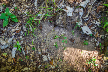 Young Endangered New Zealand Tautara