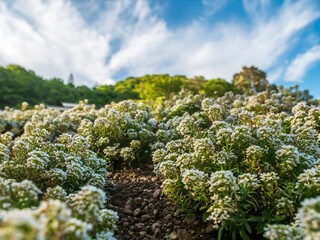 close-up image of white flowers of Alyssum maritimum, common name sweet alyssum or sweet alison blooming in the garden