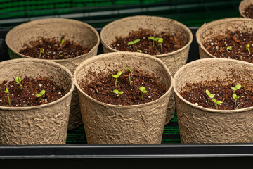 Zinnia flower seedling growing in indoor greenhouse. Gardening and horticulture concept.