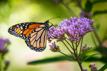 Fototapeta na wymiar MOnarch butterfly on milkweed plant