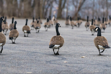 canadian geese in snow, large group of birds walking on the road.