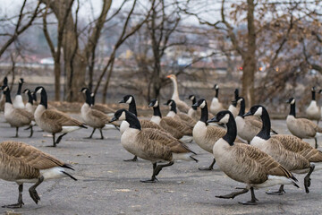 canadian geese in a group, walking on street pavement, in city park environment 