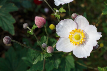 Anemone hupehensis flower with unblown buds, plant bush.