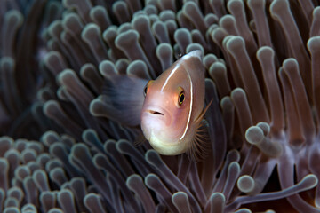 Clownfish - Pink Anemonefish -Amphiprion perideraion, living in an anemone. Underwater world of...