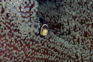 Juvenile of Clownfish - Klark’s Anemonefish Amphiprion clarkii, living in an anemone. Underwater world of Tulamben, Bali, Indonesia.