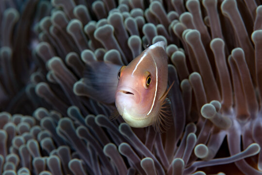 Clownfish - Pink Anemonefish -Amphiprion perideraion, living in an anemone. Underwater world of Tulamben, Bali, Indonesia.