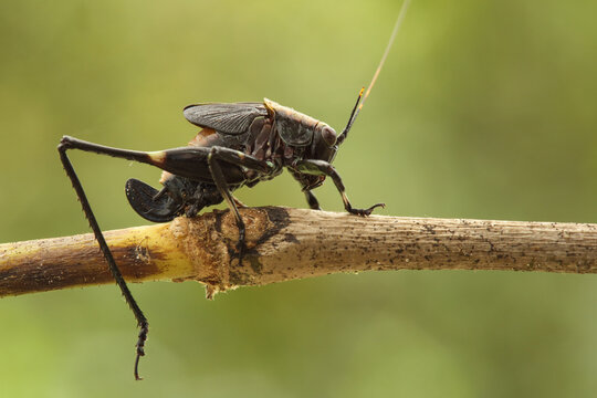 Ninfa de esperan&ccedil;a; f&ecirc;mea representante da fam&iacute;lia Tettigoniidae, ordem Orthoptera.