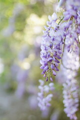 Beautiful wisteria mauve