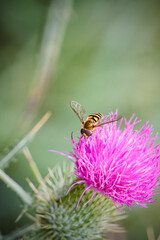 Macro of Hover Fly (also called Flower Fly) pollinating pink cornflower nature background