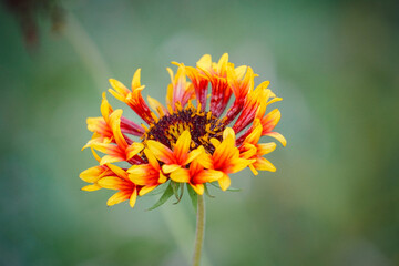Macro Orange and Red wild pollinator mix flower nature background