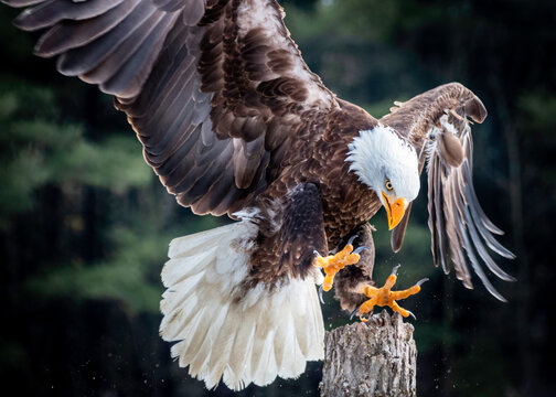 Powerful Bald Eagle landing on a post