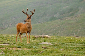Naklejka na ściany i meble Alert Mule Deer In Velvet Stands In Green Tundra