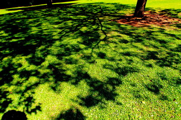 sombras dos galhos da árvore na grama verde, sombra da árvore sobre a grama, sombra da árvore em...