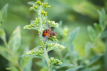 Macro close up of orange red Bee-like Tachinid fly sits on garden flowers, nature background