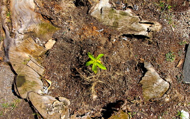 Renascimento da planta verde em meio a árvore morta, planta nova nascendo em meio a velha árvore...