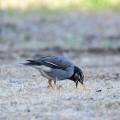 Four-legged bird?