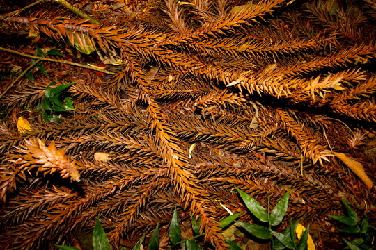 peda&ccedil;os de plantas secas, folhas de arauc&aacute;ria secas ca&iacute;das durante o outono, folhas secas ca&iacute;das no outono