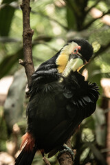 vida en la naturaleza