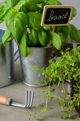 Thyme and basil bush in pots