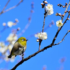 A white-eye on branch is staring the plum blossom