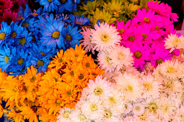 Fototapeta na wymiar Background of pink, blue, orange and white chrysanthemums (golden-daisy)