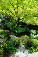 Fototapeta na wymiar 三千院　新緑の庭園　京都市左京区