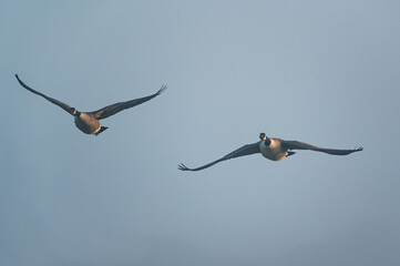 Canada Geese, Canada Goose, Branta Canadensis in flight
