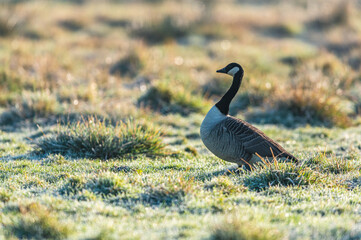 Canada Geese, Canada Goose, Branta Canadensis in habitat