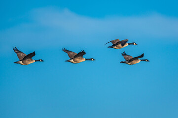 Canada Geese, Canada Goose, Branta Canadensis in flight