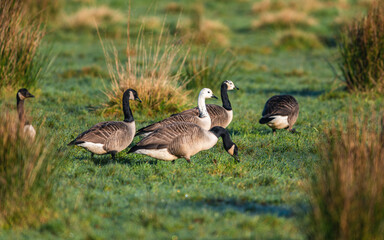 Canada Geese, Canada Goose, Branta Canadensis in habitat