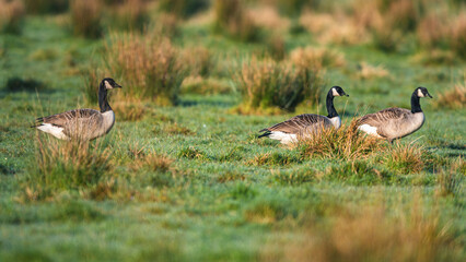 Canada Geese, Canada Goose, Branta Canadensis in habitat