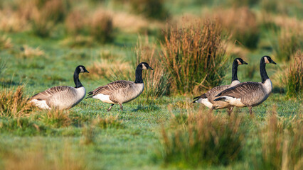 Canada Geese, Canada Goose, Branta Canadensis in habitat