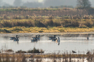 Canada Geese, Canada Goose, Branta Canadensis in habitat