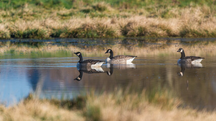 Canada Geese, Canada Goose, Branta Canadensis in habitat