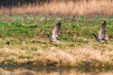 Canada Geese, Canada Goose, Branta Canadensis in flight