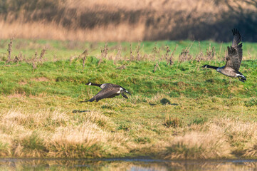 Canada Geese, Canada Goose, Branta Canadensis in flight