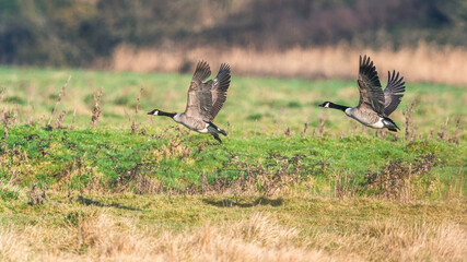 Canada Geese, Canada Goose, Branta Canadensis in flight