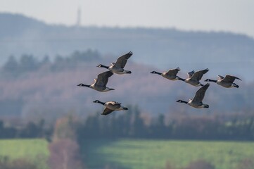 Canada Geese, Canada Goose, Branta Canadensis in flight