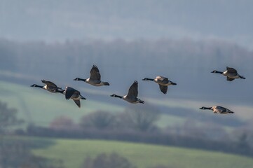 Canada Geese, Canada Goose, Branta Canadensis in flight