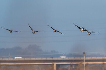 Canada Geese, Canada Goose, Branta Canadensis in flight