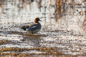 Eurasian Wigeon, Mareca penelope in  habitat