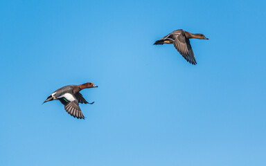 Eurasian Wigeon, Mareca penelope - birds in flight