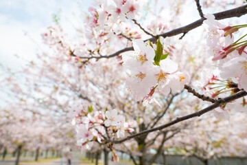 桜の花